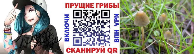 Галлюциногенные грибы мицелий  OMG ССЫЛКА  shop состав  Южа 